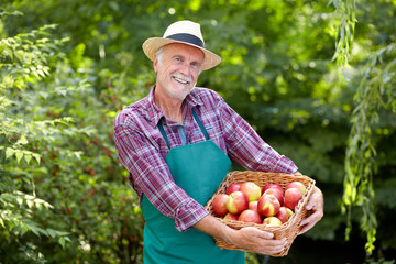 Senior gardener is presenting a basket full of apples