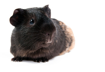 Fototapeta premium brown cavy on white background