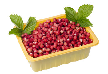 Forest  strawberries in container