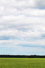 Fototapeta premium Zielone pole.