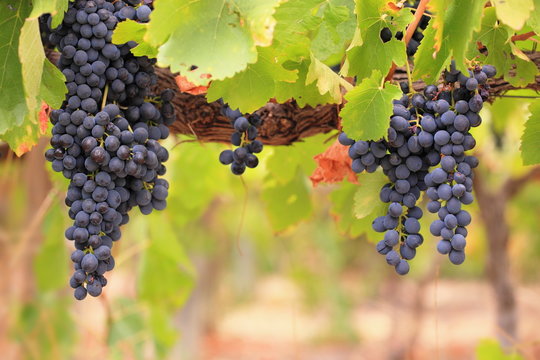 Bunches of red wine grapes on vine