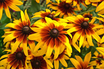 Beautiful yellow flower background