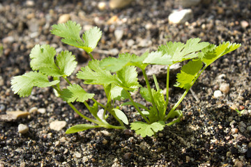 sprout of  coriander which has sprouted from earth