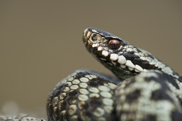 European Adder