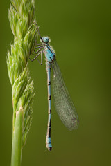 Blue-tailed Damselfly