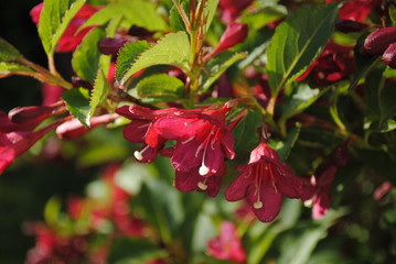 Weigelia