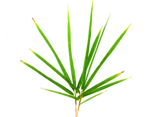 Bamboo leaves on isolate background