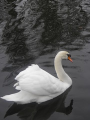 Swan