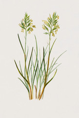 Color illustration of flowers in watercolor paintings