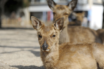 広島県、厳島の鹿