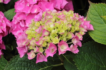 Hortensia symbole de modestie