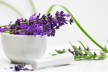 Lavendula frischer Lavendel in dekorativen Design zur Ansicht im medizinischen Bereich , Heilkraft aus der Natur 