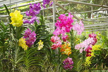 Fototapeta na wymiar orchid park