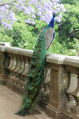 Fototapeta premium peacock on a fence