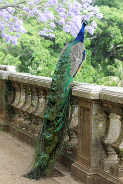 Fototapeta peacock on a fence