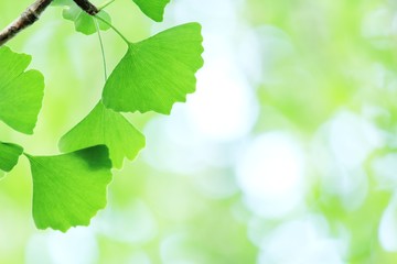 イチョウの青葉