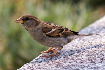 neugieriger Spatz