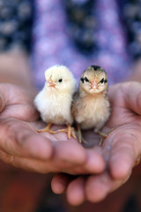 Chicken in palm