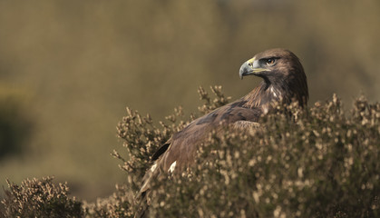 Golden Eagle in Heather