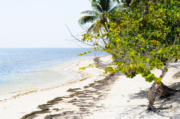 Desert Island