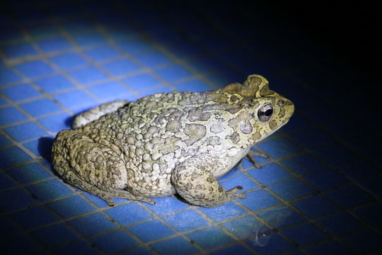 Kr&ouml;te in der Nacht