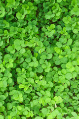 Three Leaf Clovers