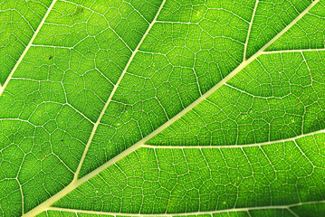 DETALLE MACRO NERVIACIÓN DE UNA HOJA