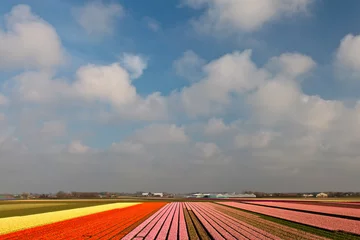 Vitrage gordijnen Spring view of colorful Dutch tulip fields © Martin Bergsma