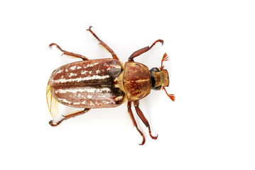 Insect