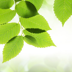 Green leaves border with bokeh background