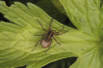 Wolfsspinne (Pardosa lugubris)