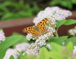 Бабочка Углокрыльница (Polygonia)