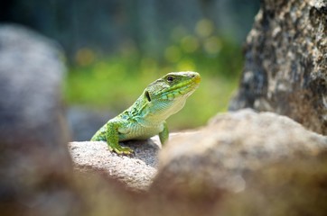 Grüne Eidechse auf Mauer