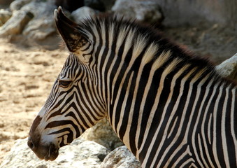 Fototapeta premium Zèbre de Grevy.