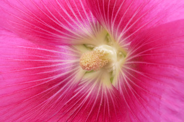 Beautiful decorating hollyhock flowers /Althaea officinalis/
