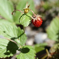 detail of wild strawberry
