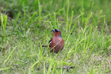 bird on a grass