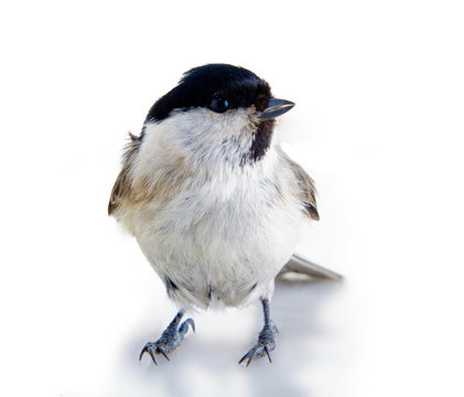 Willow Tit 3