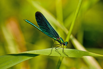 Blauflügel-Prachtlibelle, Calopteryx virgo
