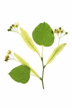 Lindenbl&uuml;ten (Tilia)