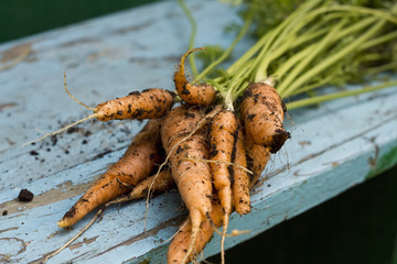 Fresh carrots just picked up from bed on blue wooden background