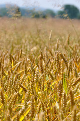 Wheat field