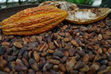Fève de cacao