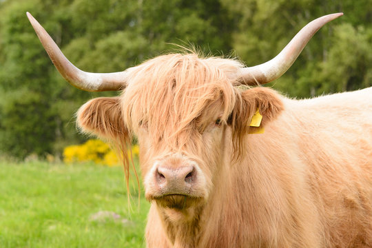 Highland Cow Portrait in Inverness, Scotland.