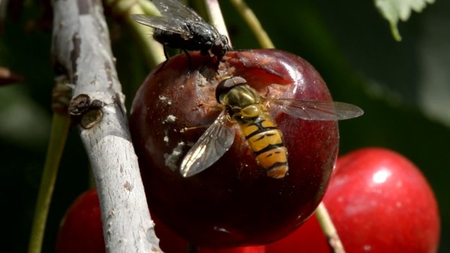 Faule Kirsche mit Fliegen