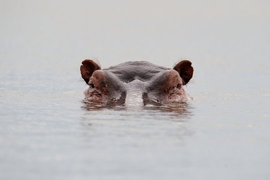 Ippopotamo