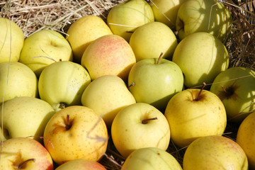Harvest apple background