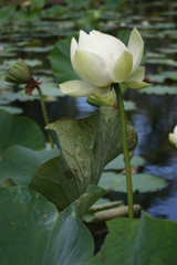 Fleur de nénuphare du Jardin de Pamplemousses de l'île Maurice