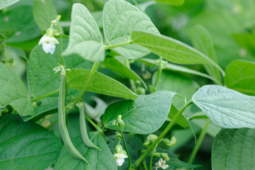 French beans plant - 42955688