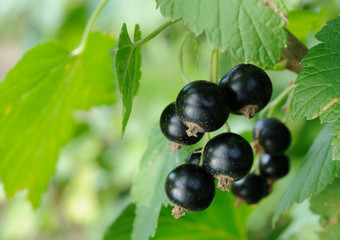 Black currant
